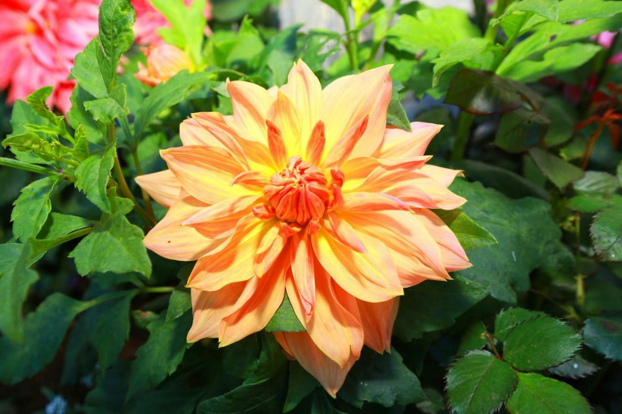 Dahlia Mount View Hotel Nuwara Eliya Esterno foto